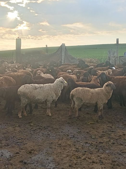 Гемпшир порода баран овцы