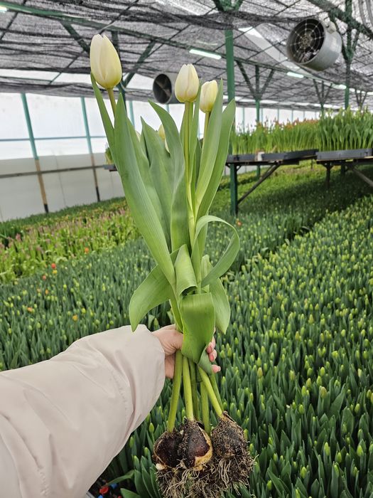 Тюльпаны оптом к 8 марта, срезка тюльпанов