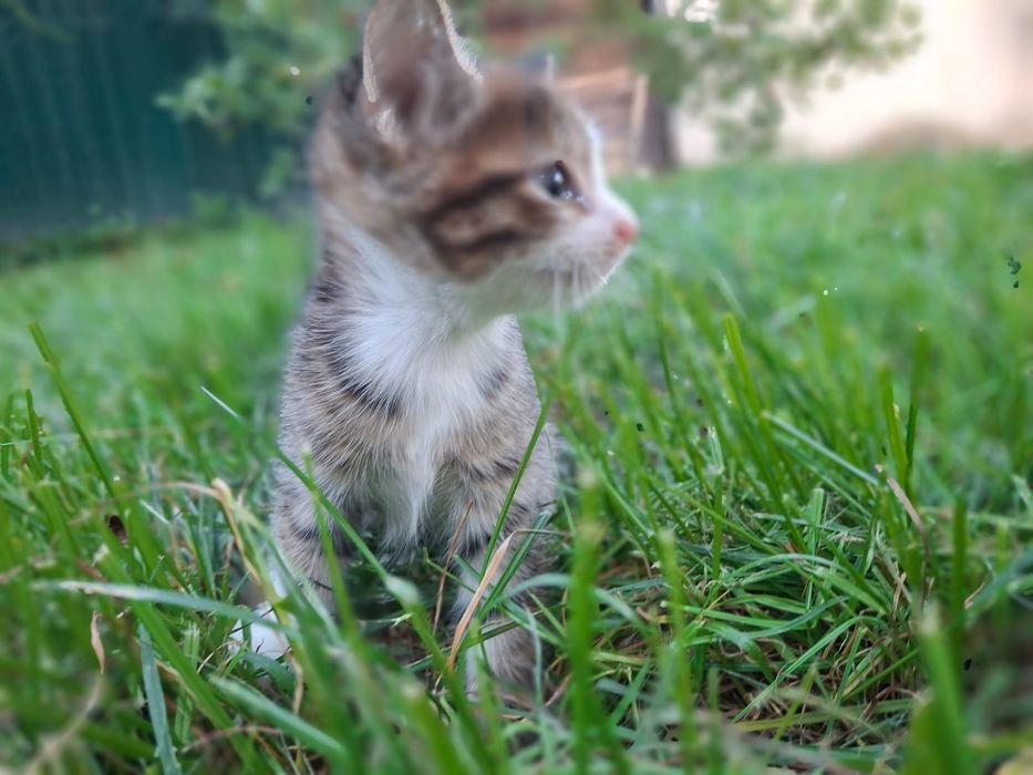 Очаровательные котята ищут новый дом