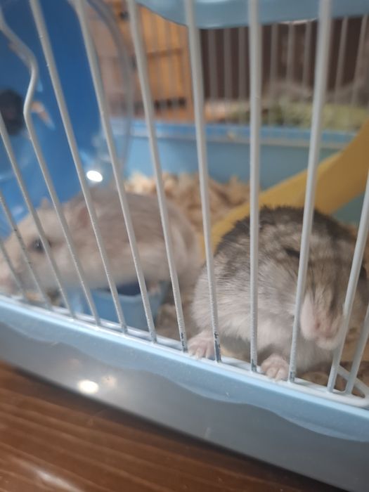 2 мальчика с клеткой продам