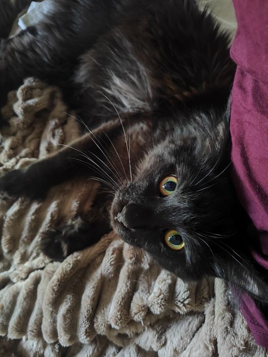 Кот Мейн-кун для вязки (полидакт)