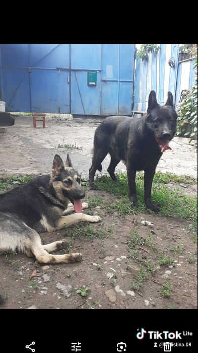 Потерялись собаки