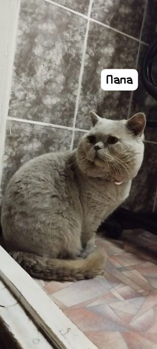 Продаются британские котята