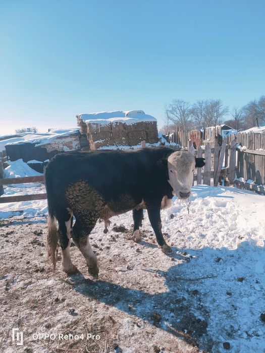 Продаётся бычок / бұқа сатылады
