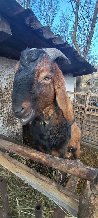 Vând ȚAP Anglonubian