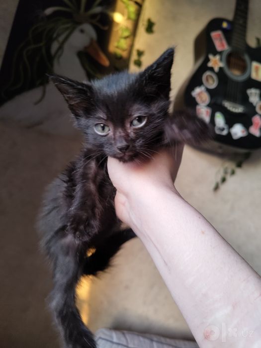 Котенок Бесплатно в добрые руки