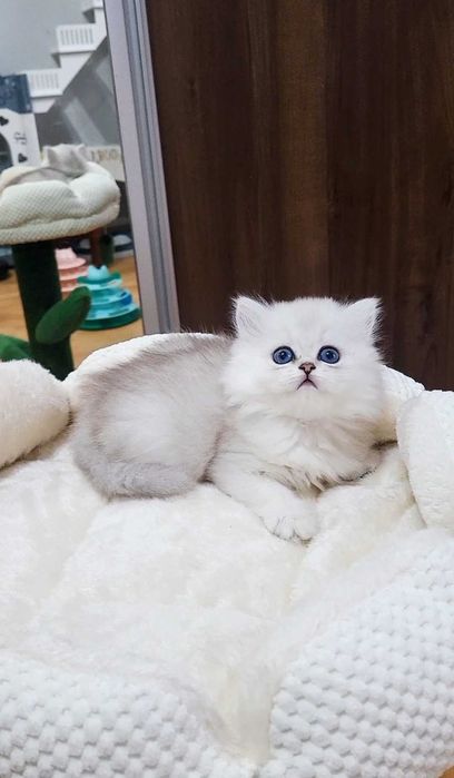 British Longhair – fetiță, pedigree WCF