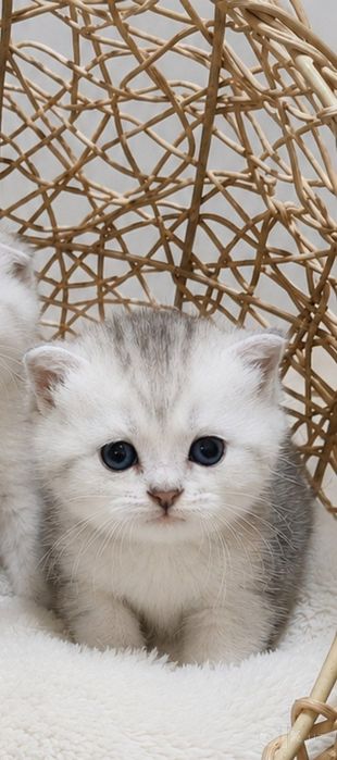 Котята шиншилла  серебристый