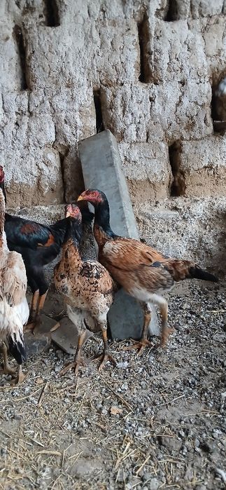 Дакан мекендер сатылады