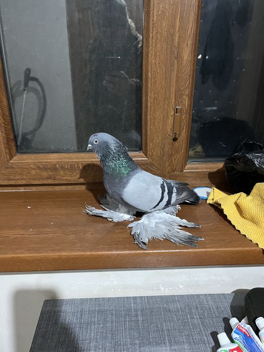 Птици сизи куран акбас