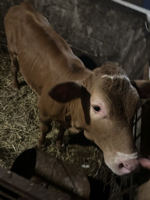 Vând vițică limbuzin