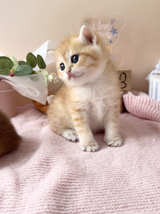 Британские котята золотые шиншиллы