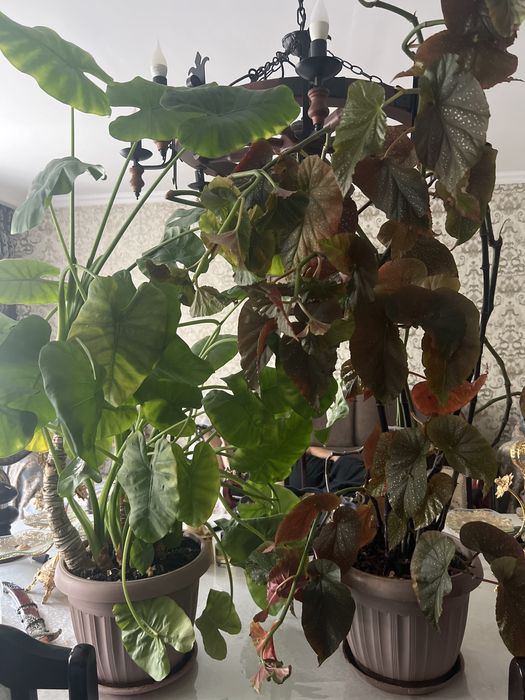 Продам домашние цветы