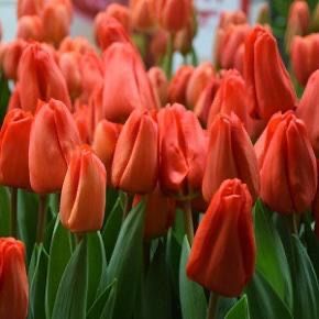 Тюльпаны оптом местные