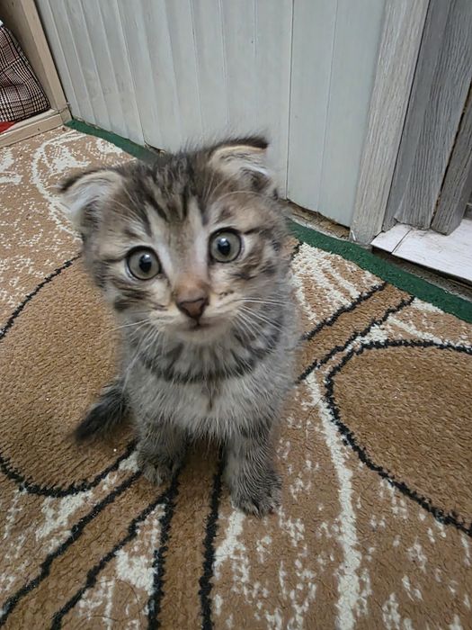 Отдаём котят в хорошие руки