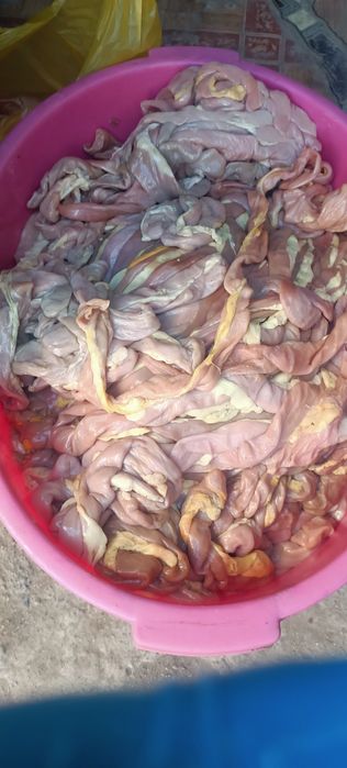 Продам конские черева (шек)