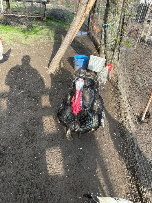 Curcani crescuti in libertate si hraniti cu cereale