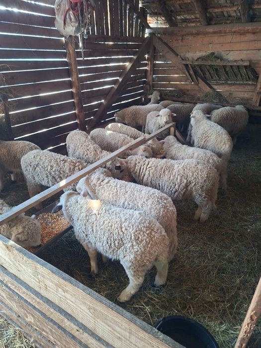 Vând miei, 22 lei kg