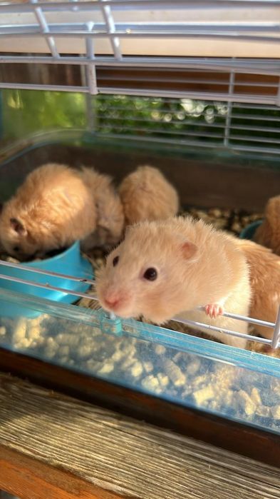 Сирийские хомяки