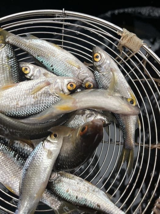 Продам живцов по 120тг