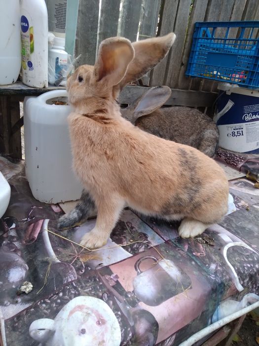 Uriași german și alte rase!