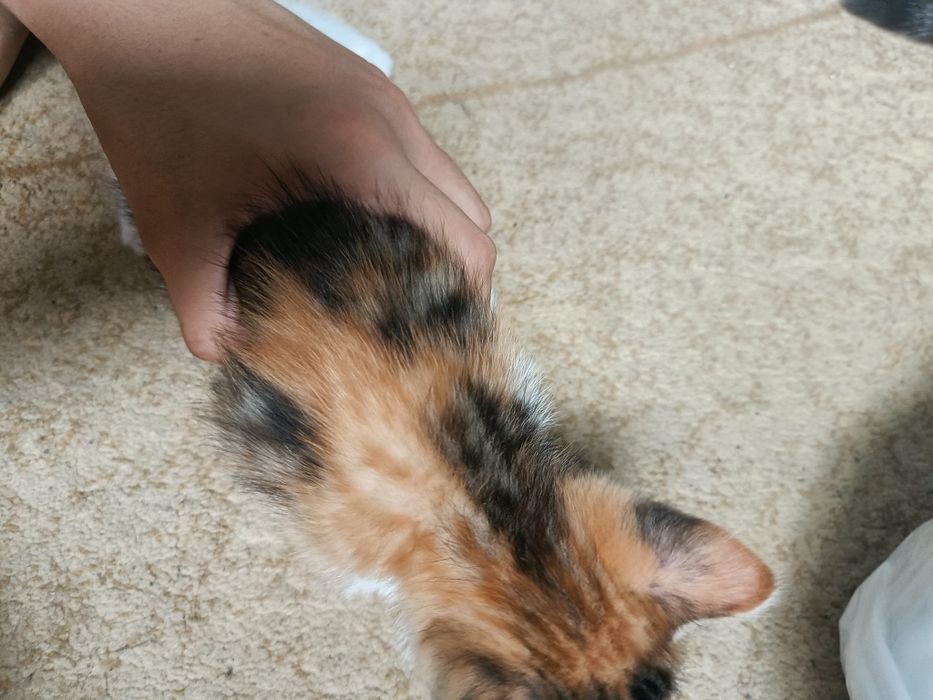 Отдам котенка в хорошие руки