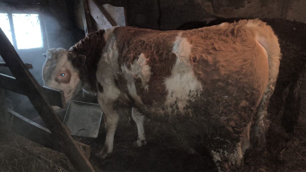 Продам 2-х быков.