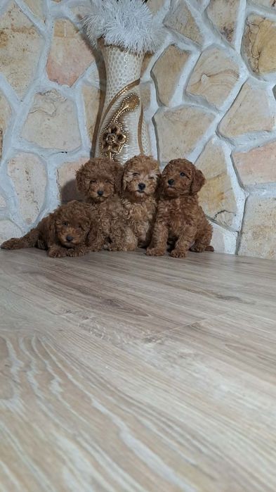 Предлагам той пудел