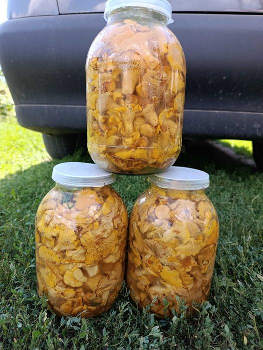 Грибы лисички маринованные