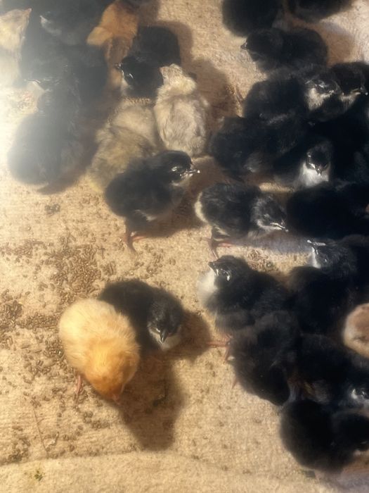 Тауық балапандары