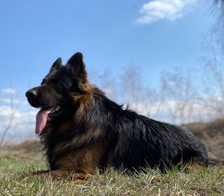 Предлагаются щенки Немецкой овчарки