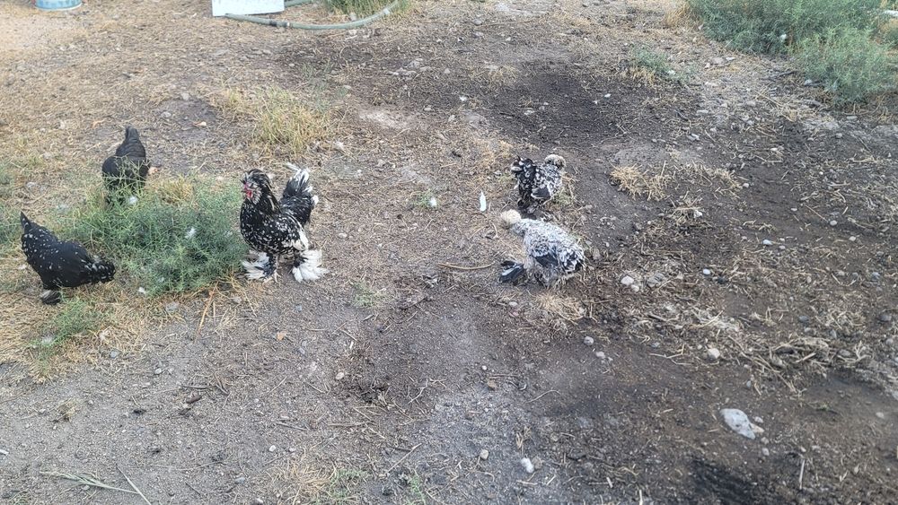 Гигант брама  хурозлар сотилади