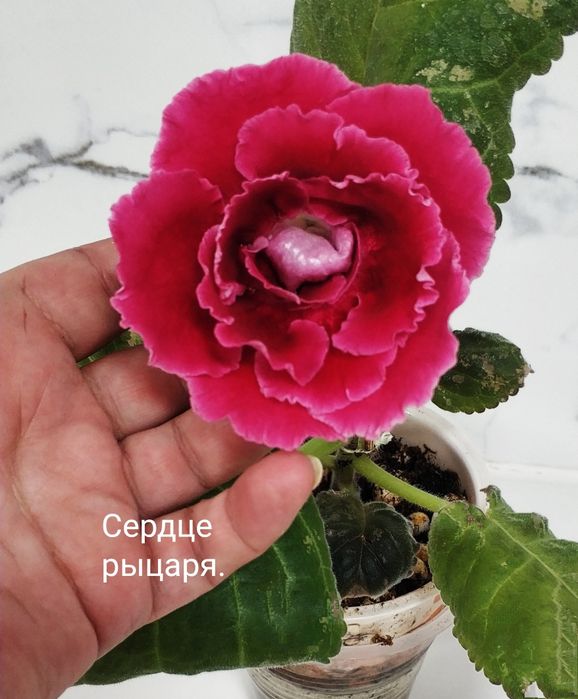 Цветущие глоксинии.