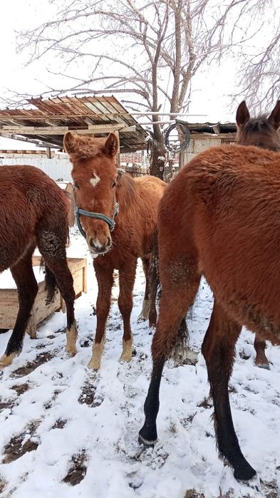 Тай сатылады еркек