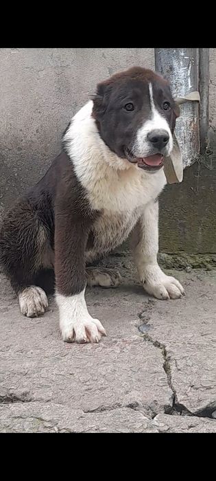 Породные щенки алабая