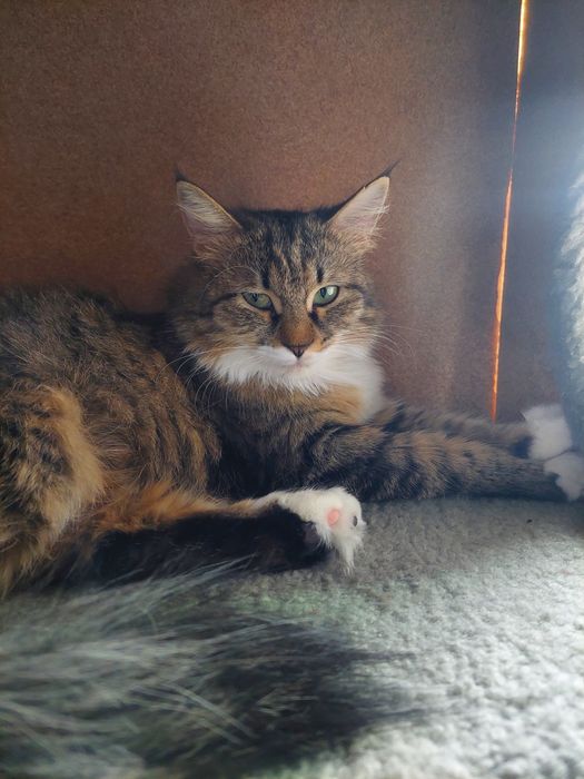 Котенок девочка Ташкент