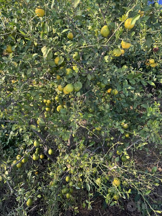 Tabiiy limon sotaman 100%