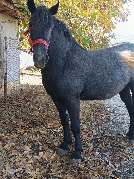 Vând mânză de 3 ani