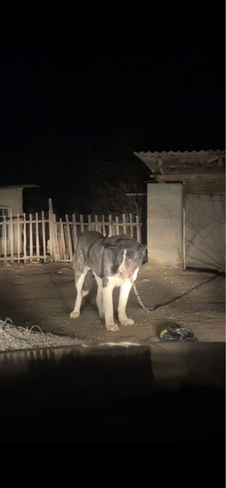 Кавказский волкодав сатылады