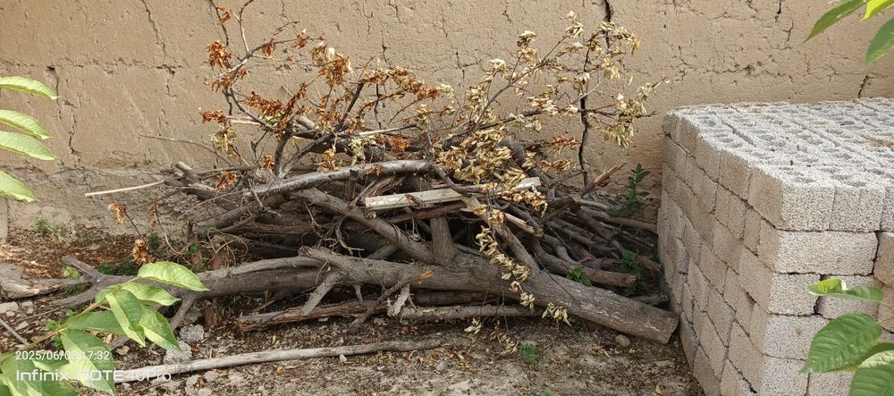 Oʻtin sotiladi tayyor kesilgan