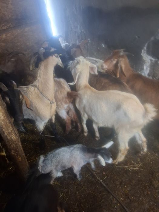 Vînd 10 capre tinere