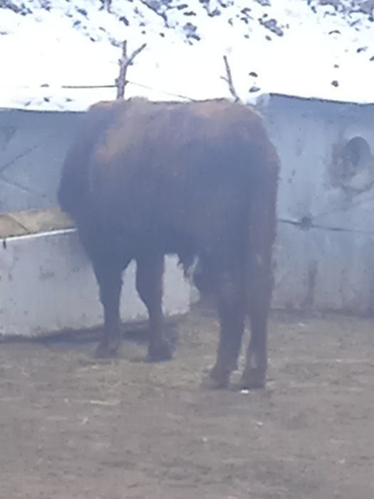 Сиыр бұқа корова сатылады