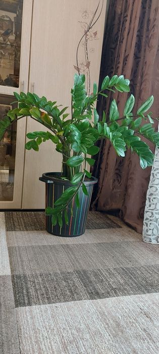 Замиокулькас. Комнатный цветок.