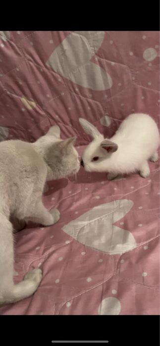 Отдам в хорошие руки