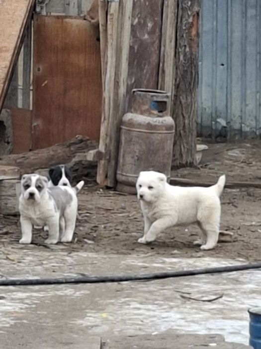 Тобет Күшік сатылады