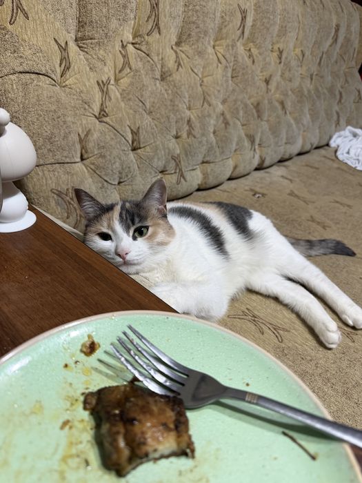 Отдам кошку в добрые руки