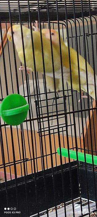 Неразлучные попугаи