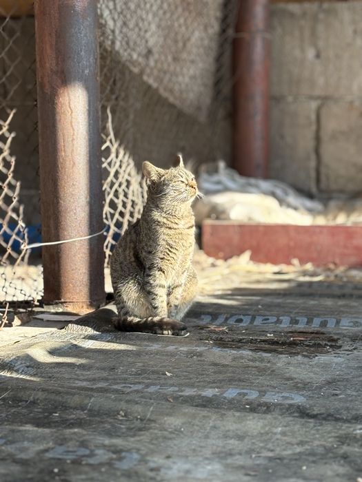 Adopție pisicuță gri tărcat, 6-7 luni, jucăușă și iubitoare