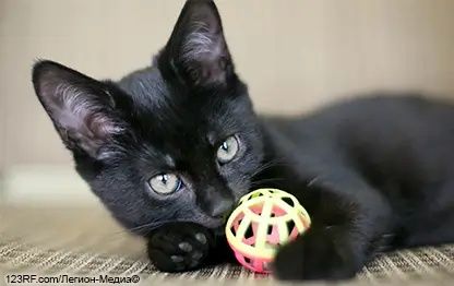 Котята (прочтите и передайте знакомым и друзьям)