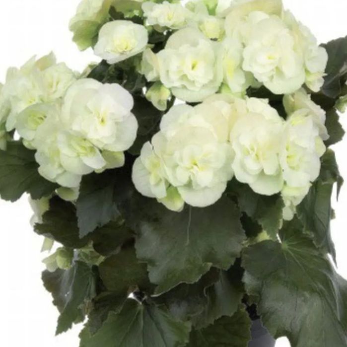 Цветы в горшках на подарок